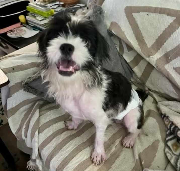 Photo of Phineas *Arriving 5/30*