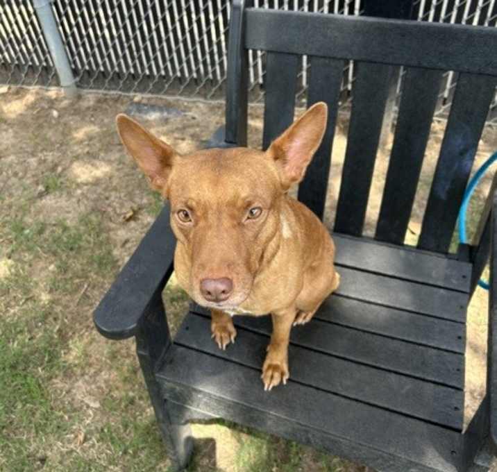 Photo of Pippa