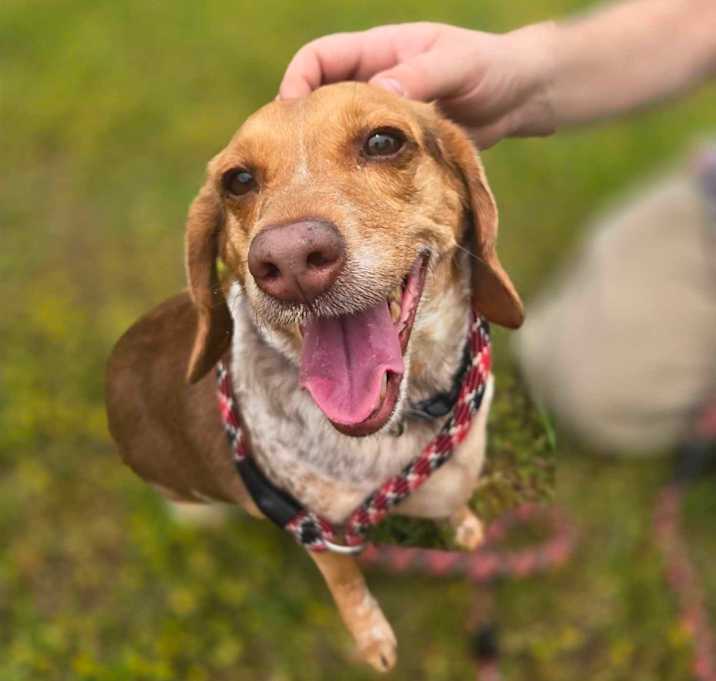 Photo of Biscuit
