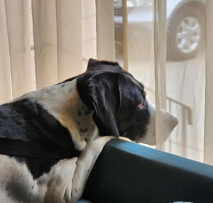 Photo of Lola
