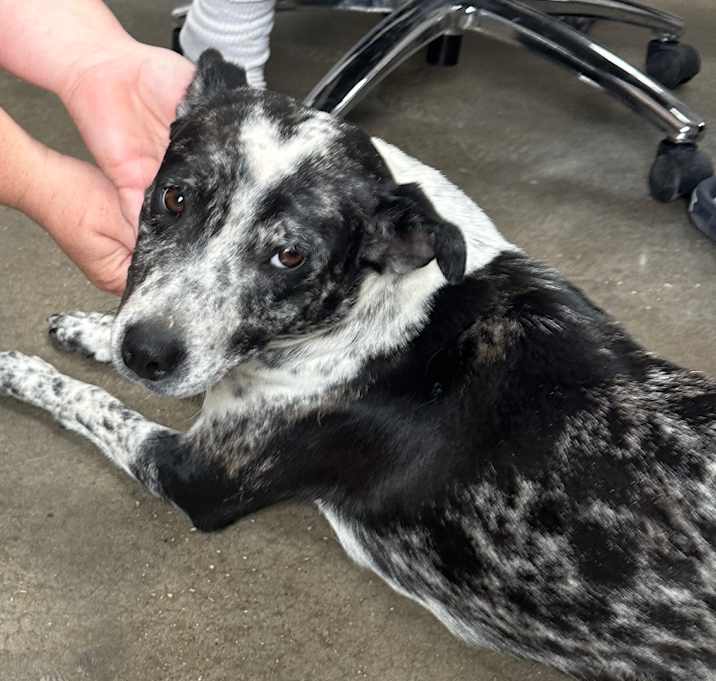 Photo of Pepper