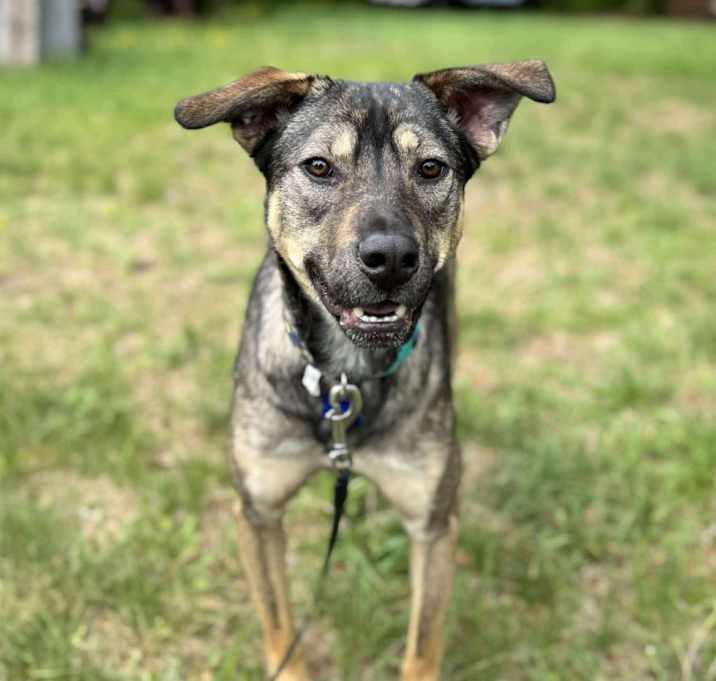 Photo of Dandy