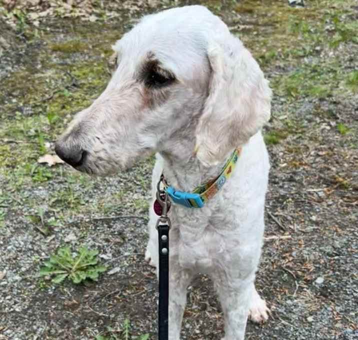 Photo of Snowball