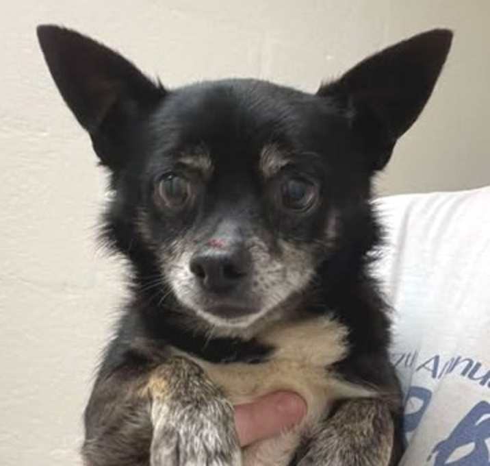 Photo of Shorty