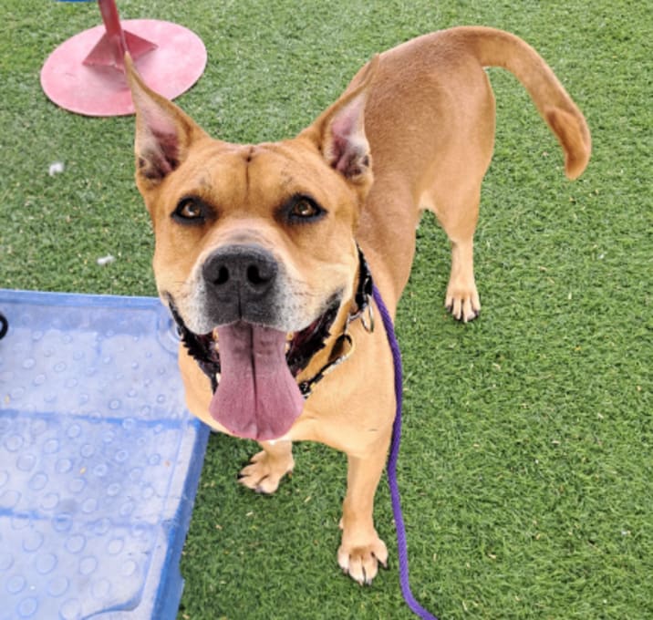 Photo of Rocko - Playful guy, dog friendly!