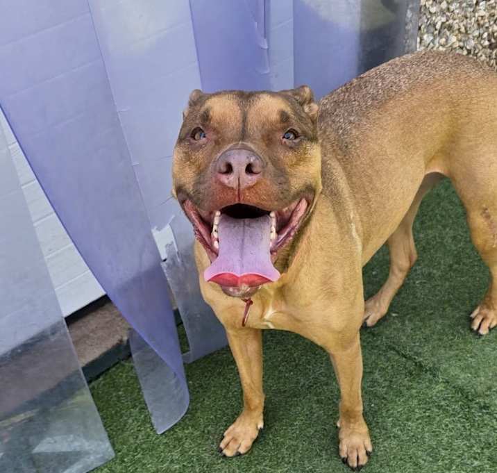 Photo of Harlow