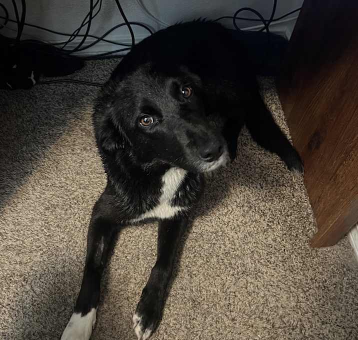 Photo of Willow