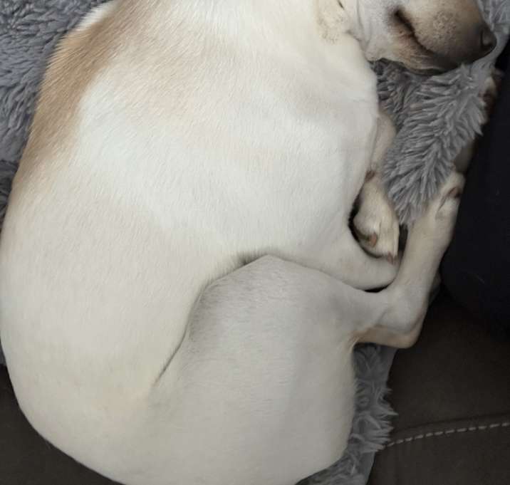 Photo of Toby