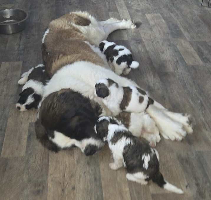 Photo of Saint Mix Puppies