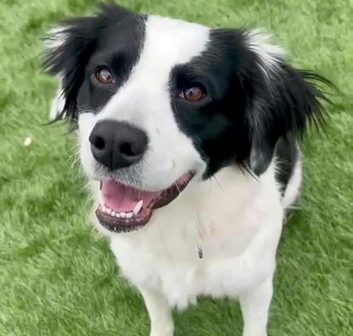 Photo of Josie (Adoption Pending)