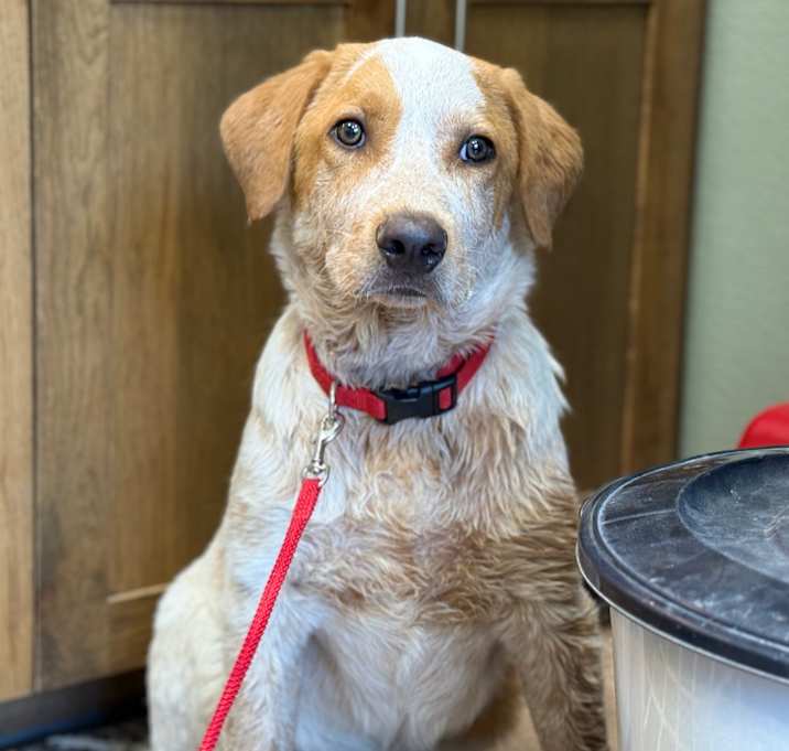 Photo of COOPER