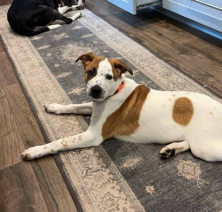 Photo of Brutus