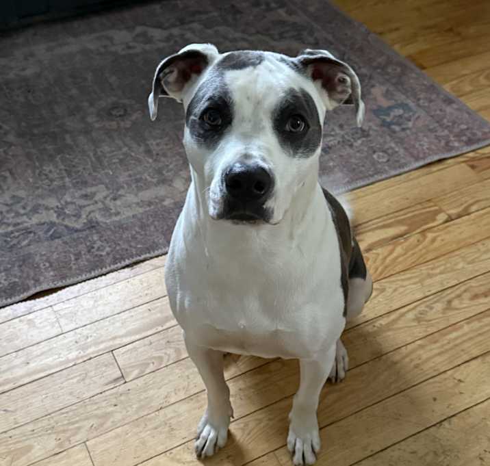 Photo of Angus