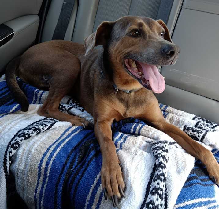 Photo of Charlemagne (Charlie)