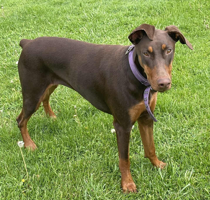 Photo of Char