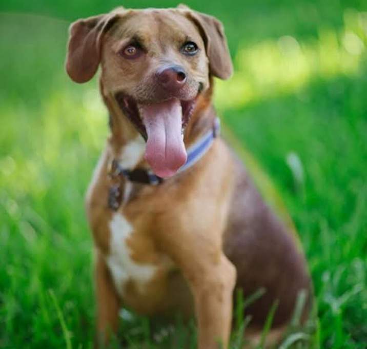 Photo of Brownie