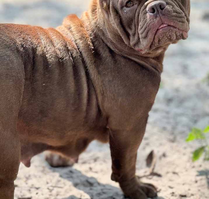 Photo of Copper