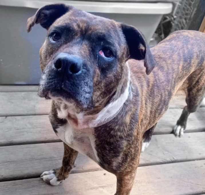 Photo of Snickers