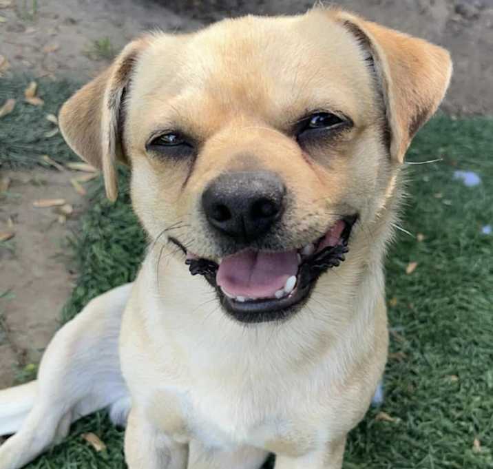 Photo of Pickles