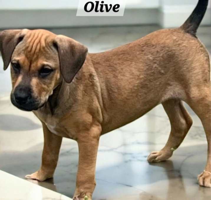 Photo of Olive