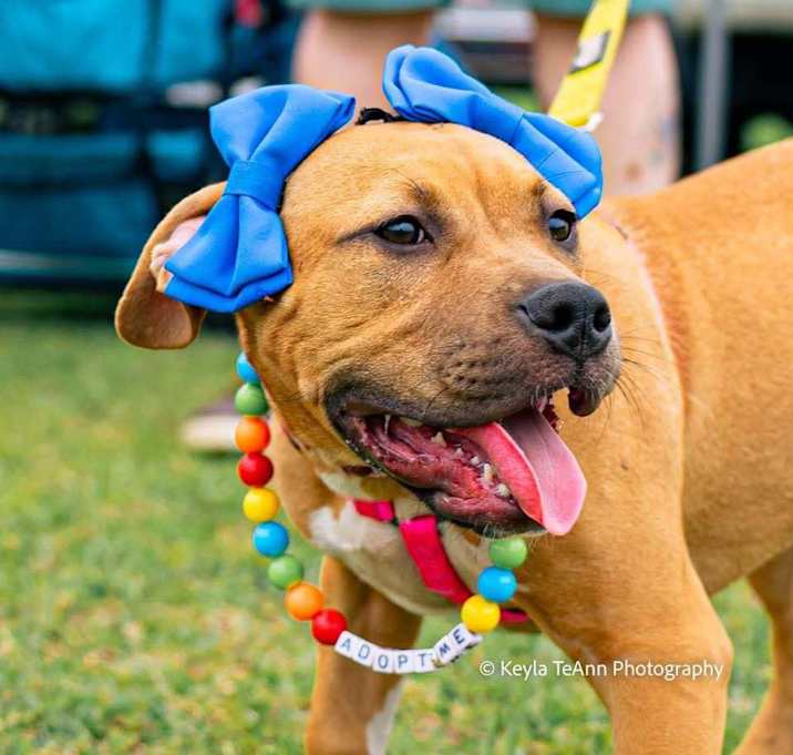 Photo of Mallow
