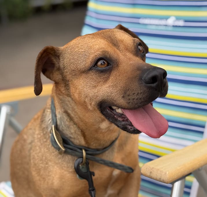 Photo of Buster