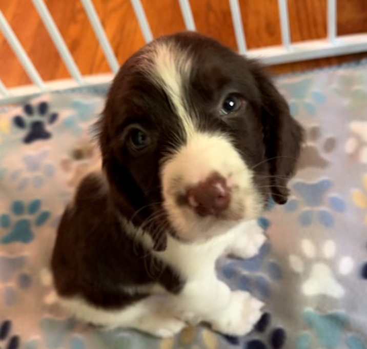 Photo of Ollie