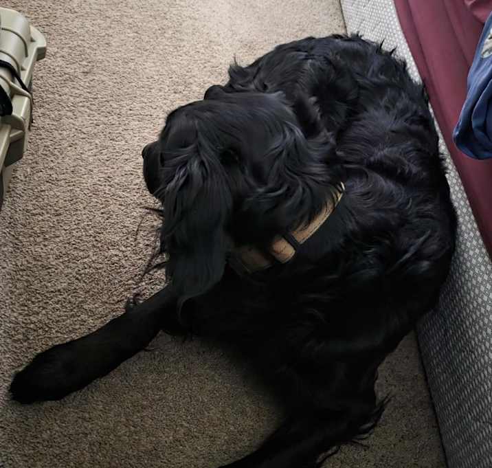 Photo of Bandit