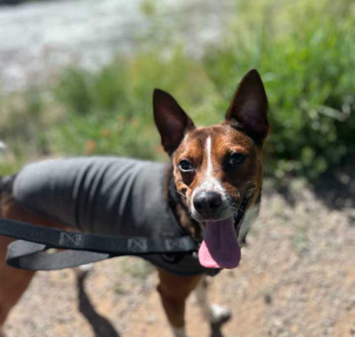 Photo of Rogue