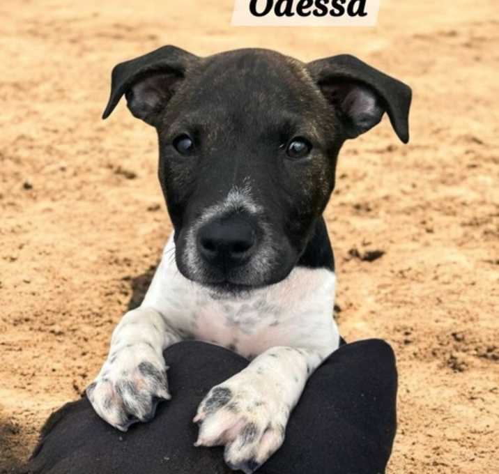 Photo of Odessa
