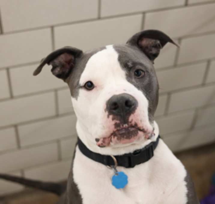 Photo of Duke