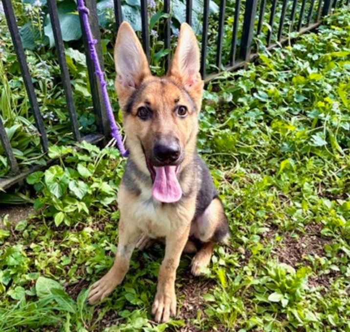 Photo of Loki