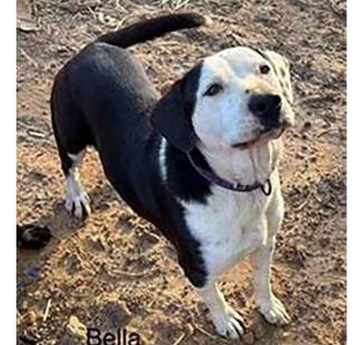 Photo of Bella
