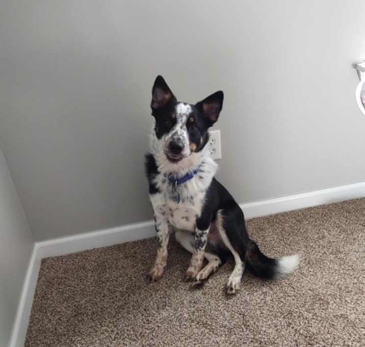 Photo of Buddy