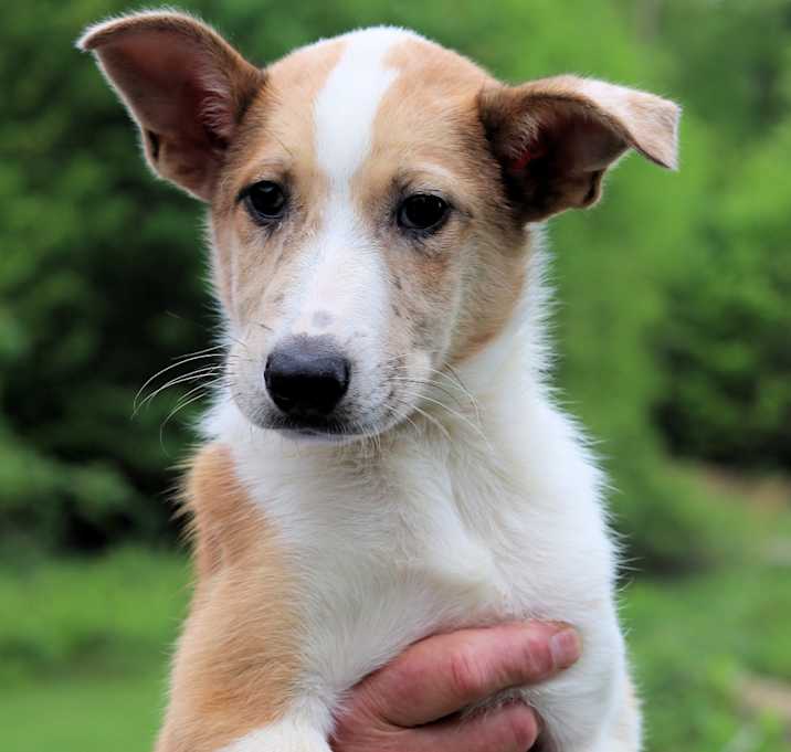 Photo of CT Lemonhead avail May 24 (Stafford CDJR- Stafford, CT)