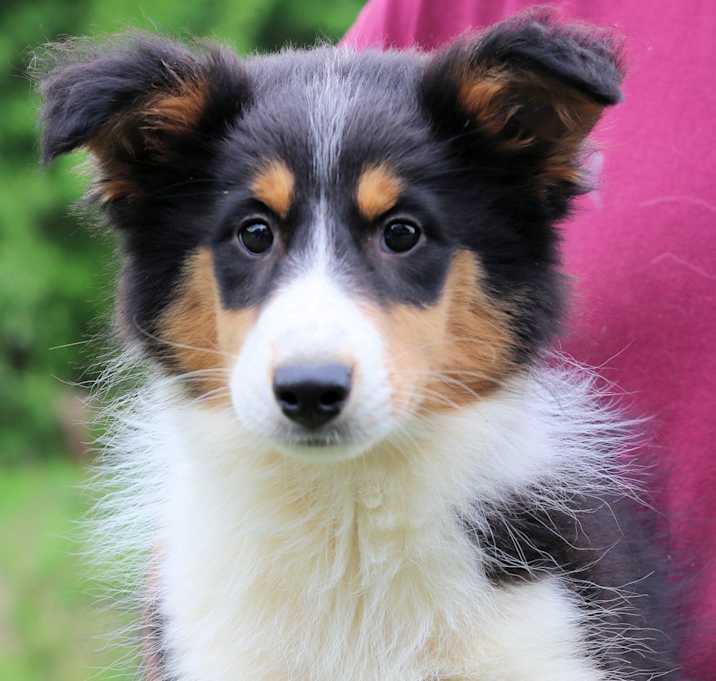Photo of CT Lollipop avail May 24 (Stafford CDJR- Stafford, CT)