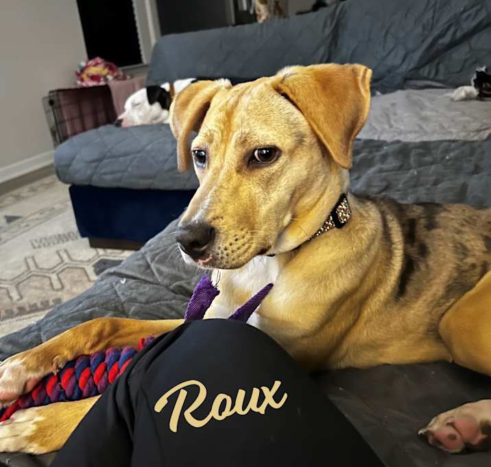 Photo of Roux #dappled-Cajun-miss