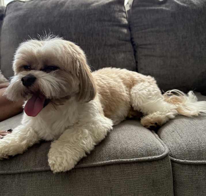 Photo of Bear