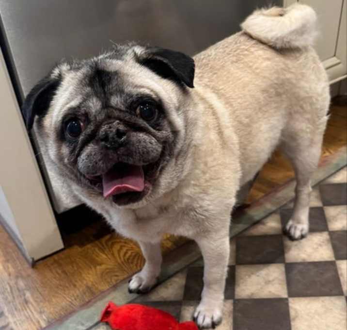 Photo of 2025 - 3006 Maddy (ADOPTION PENDING)