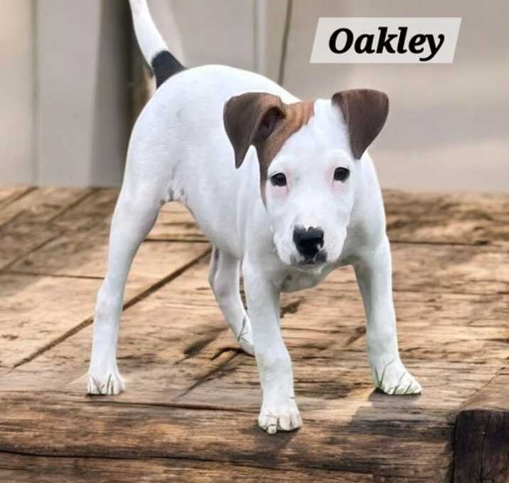 Photo of Oakley