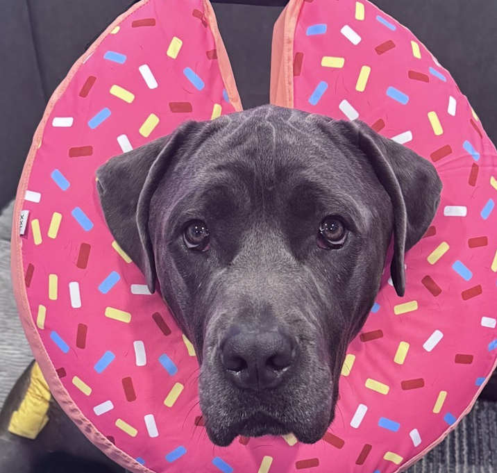 Photo of Zeke