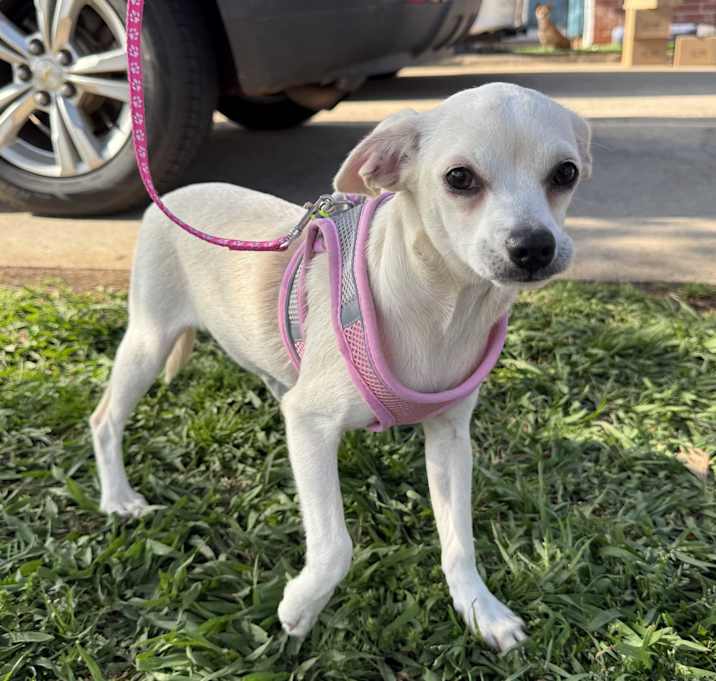 Photo of Olive Sweet Pea-adoption pendi
