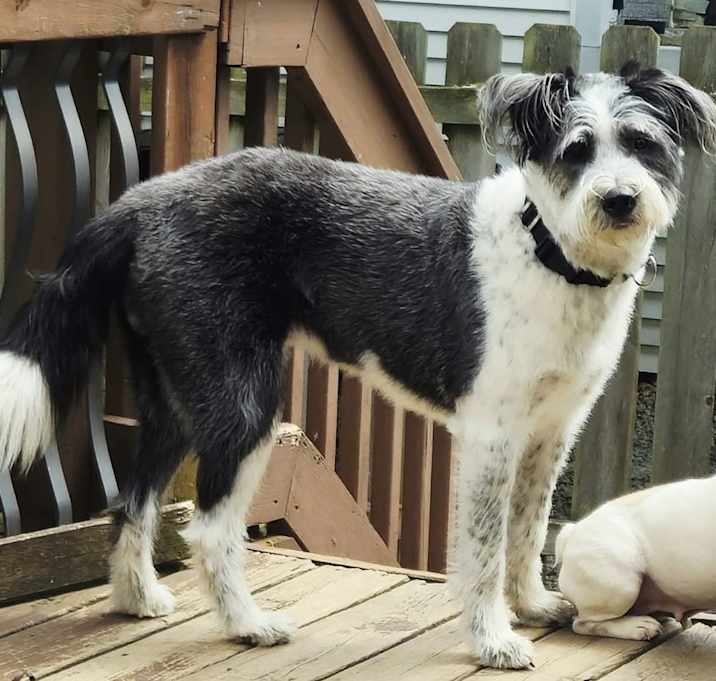 Photo of Tripp