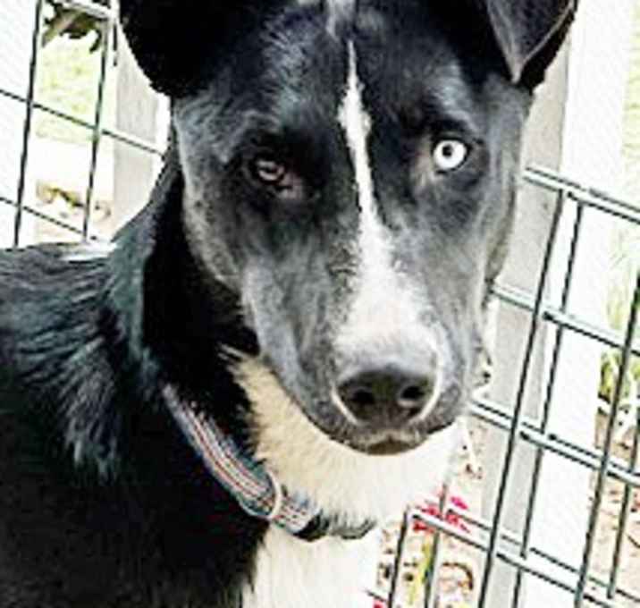 Photo of Sybil