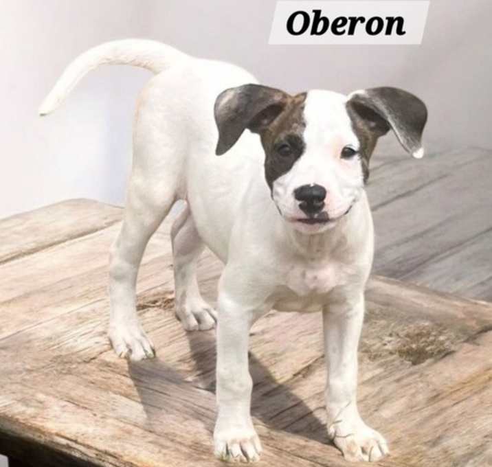 Photo of Oberon