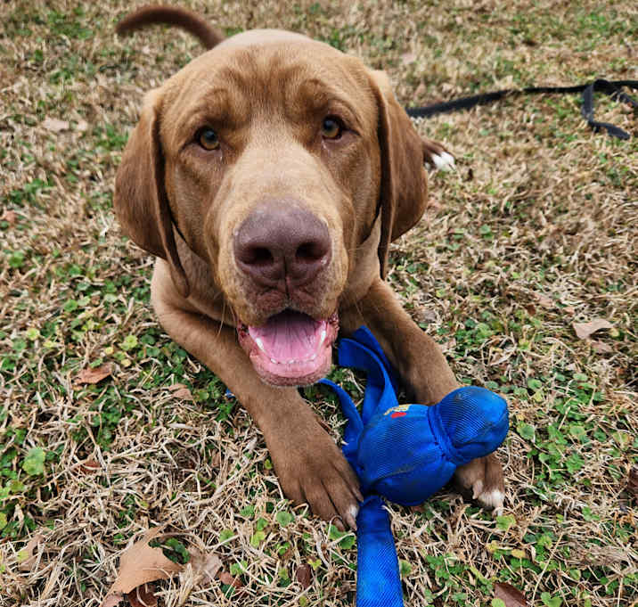 Photo of Hank