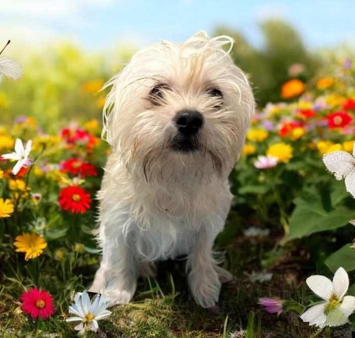 Photo of Taco