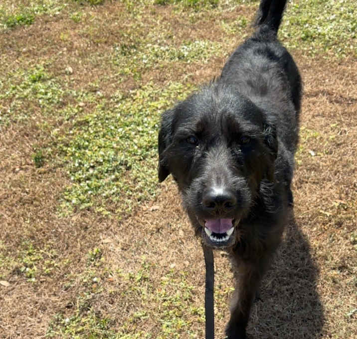 Photo of Bandit
