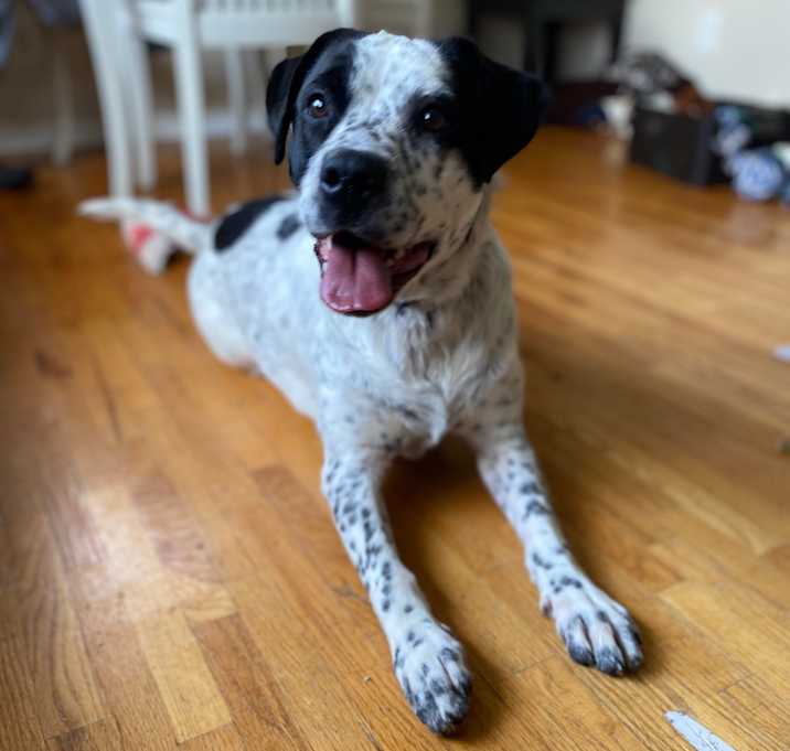 Photo of Olive