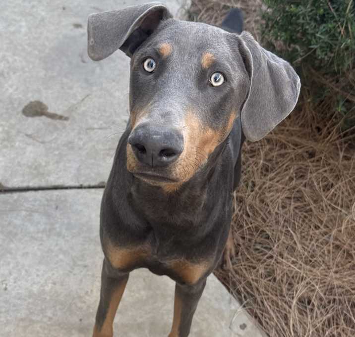 Photo of Blue